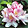 K�nai rododendron