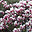 Tulip�nfa