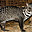 Civet - macska