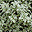 Pittosporum (K�nai enyvesmag)