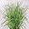Haiti vetiver
