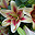 Liliom