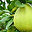Pomelo (Citrus maxima)