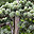 Virginiai c�drus
