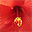 Hibiszkusz vir�g