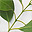 Indiai szant�lfa
