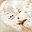 K�v� frapp�