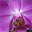 Lila orchidea