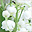 Muguet