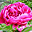 P�nk�sdi r�zsa