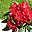 Rododendron