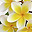 Frangipani - hawaii r�zsa