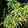 Ylang-ylang