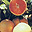 Grapefruit