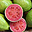 Guava