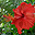 Hibiszkusz
