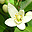 Neroli
