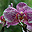Orchidea