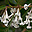 Osmanthus