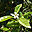 Petitgrain