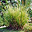 Vetiver