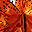 Tigris liliom
